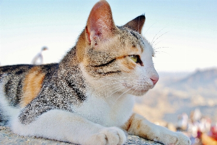 Foto Animale gatto mammifero fauna