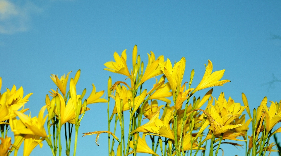 Nature herbe usine ciel