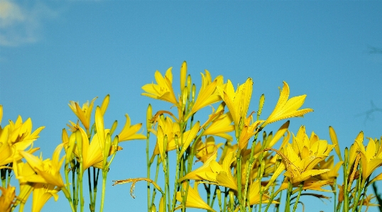 Natur gras anlage himmel Foto