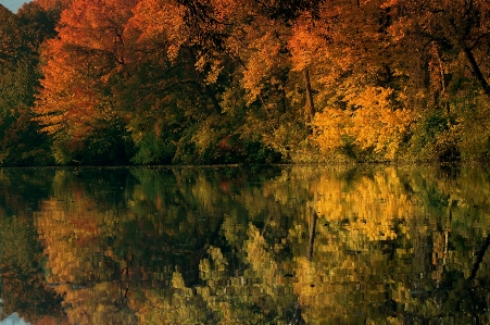 Landscape tree water nature Photo