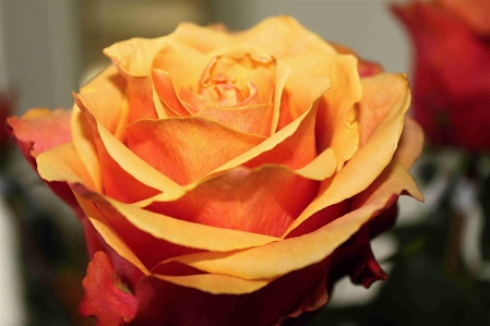 Plant flower petal bouquet Photo