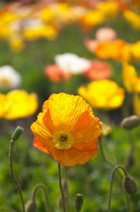 Foto Alam tanaman bidang padang rumput
