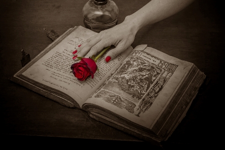 Hand book antique rose Photo