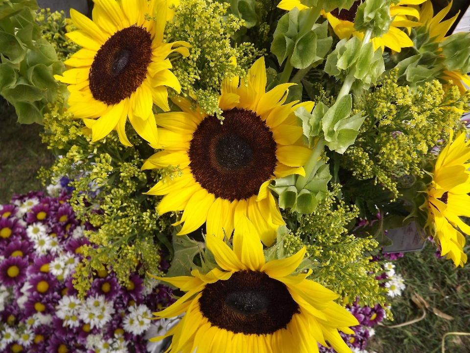 Plant field flower summer