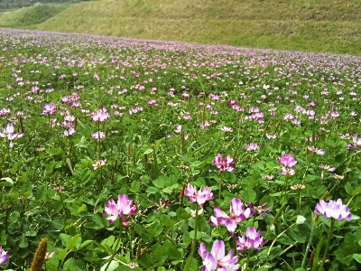 Grass plant field lawn Photo