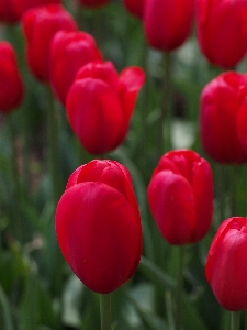 Foto Tanaman bunga daun tulp