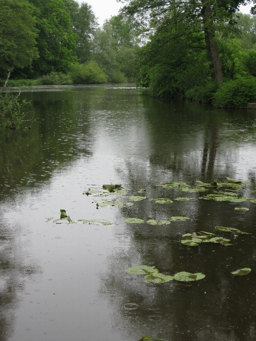 Landschaft baum wasser natur