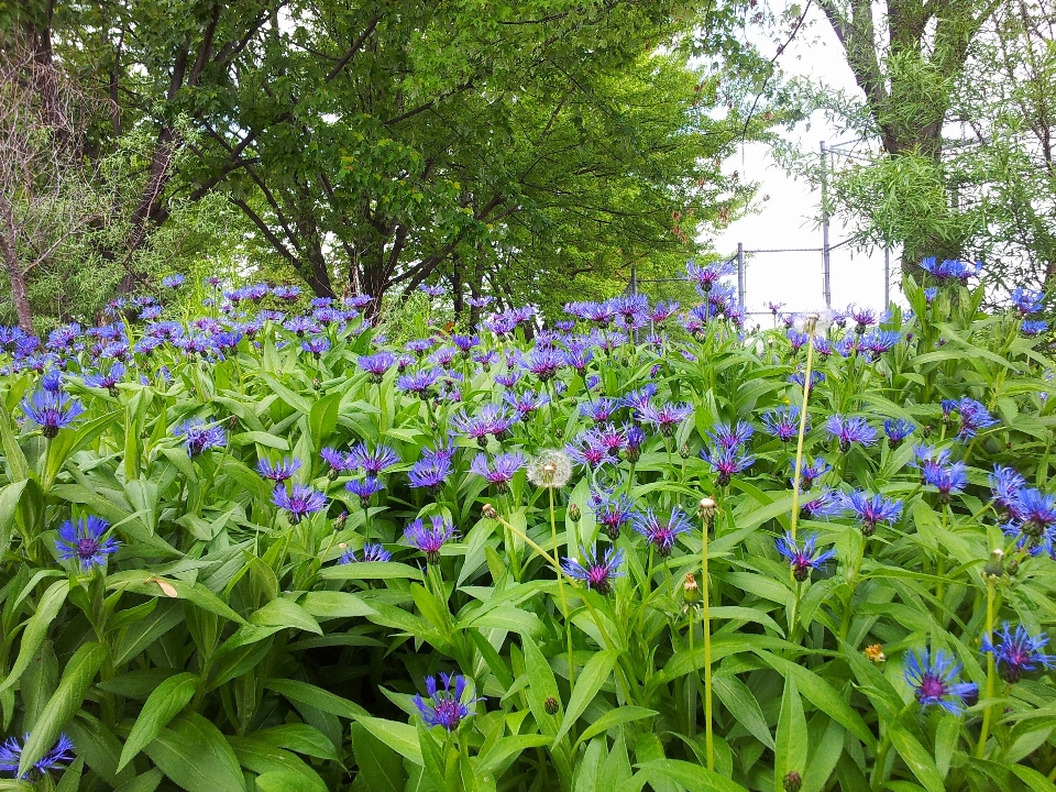 Naturaleza florecer planta provenir