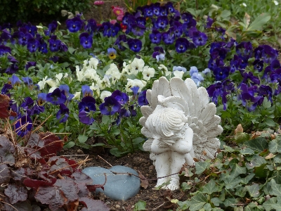 Plant white flower heart Photo