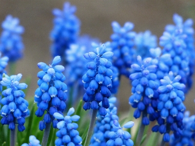 Blossom plant flower bloom Photo