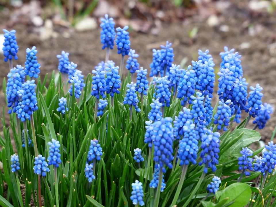 Blüte anlage feld blume