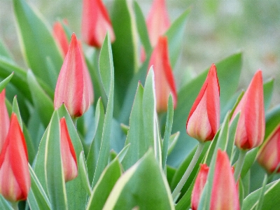 Blossom plant flower petal Photo