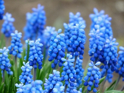 Blossom plant flower bloom Photo