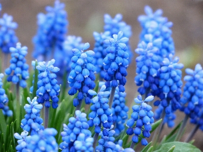 Blossom plant flower bloom Photo