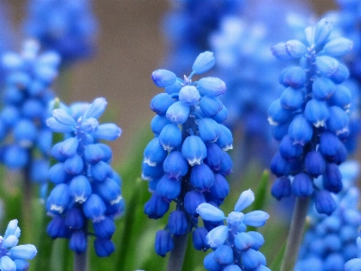 Blossom plant flower bloom Photo