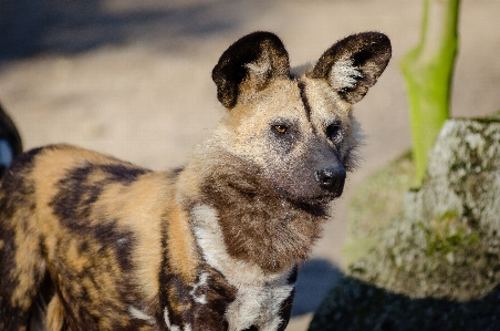 Rock blur dog animal Photo