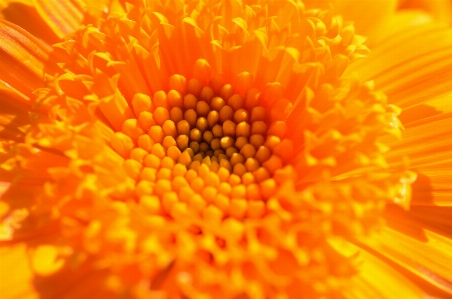 Blossom plant sun photography Photo