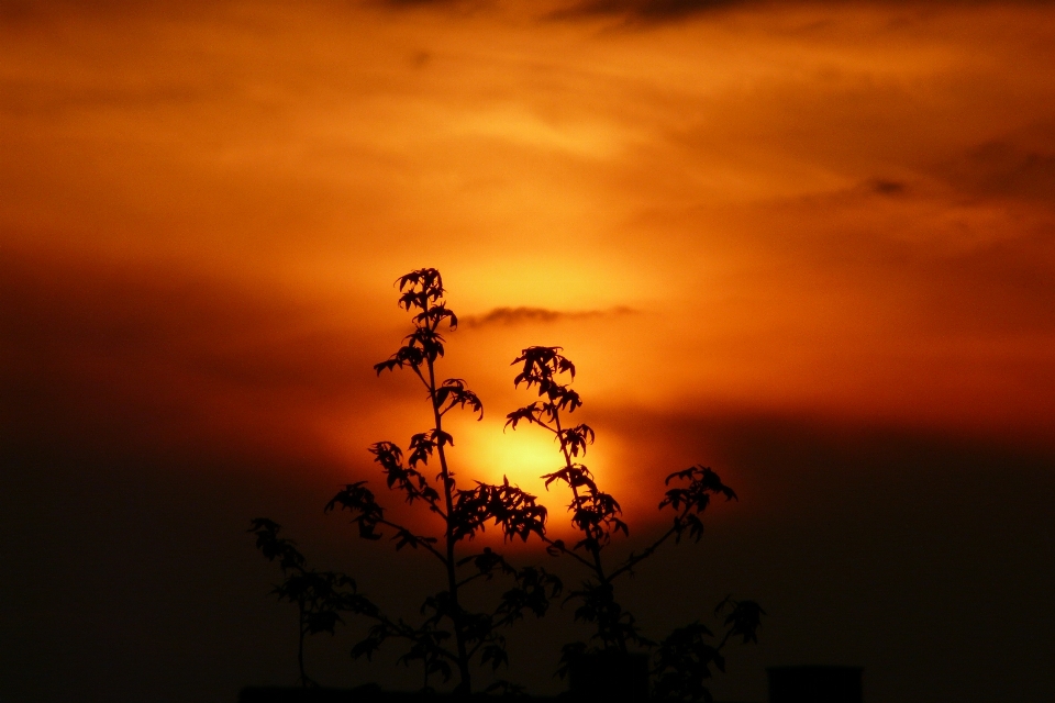 Paesaggio natura orizzonte silhouette