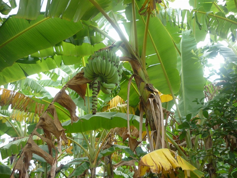 Pohon tanaman buah daun