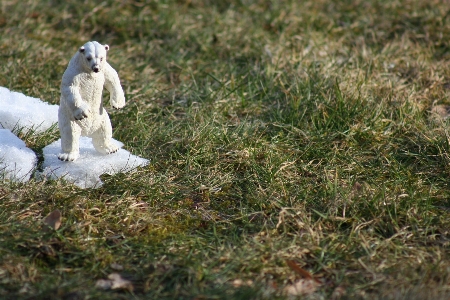 Zdjęcie Krajobraz natura trawa śnieg