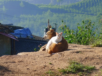 Dog cat horse mammal Photo