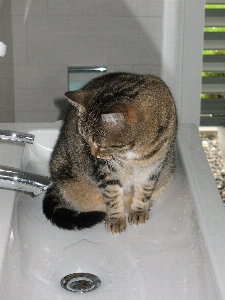 Foto Acqua gattino gatto mammifero