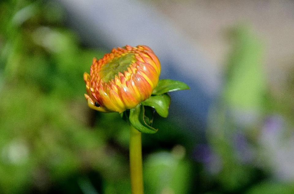 Alam mekar tanaman fotografi