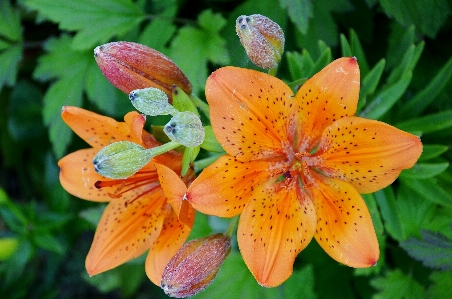 植物 花 花弁 赤 写真