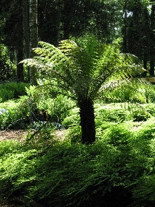 Tree nature forest branch Photo