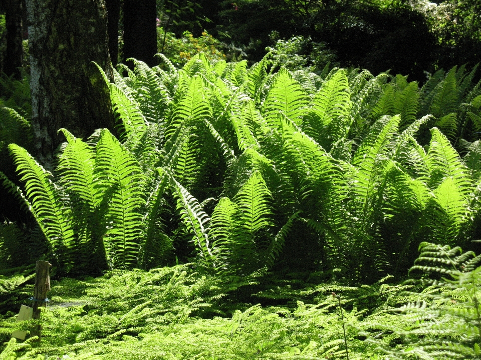 árvore natureza floresta plantar