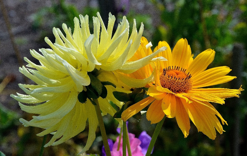 Natura fiore pianta prato
