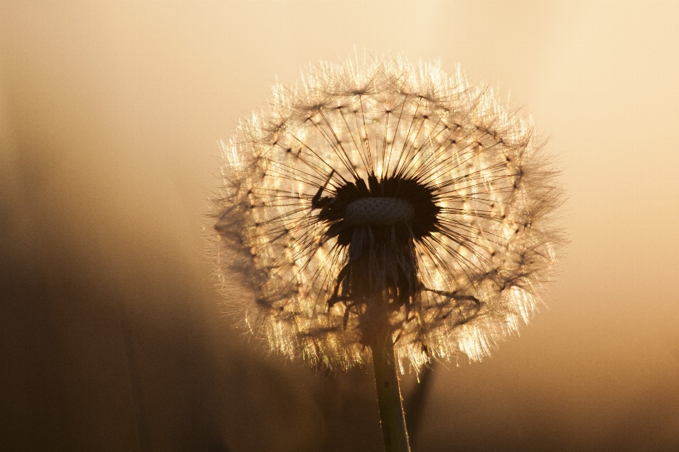 Nature light plant photography