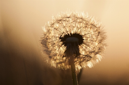 Nature light plant photography Photo