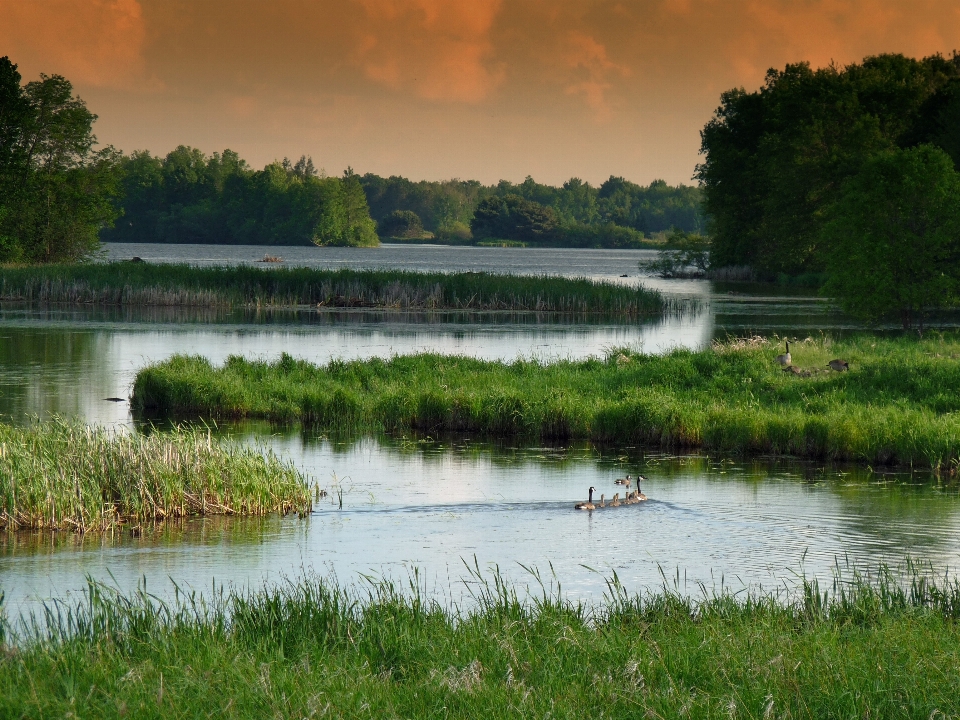 Paysage eau nature forêt