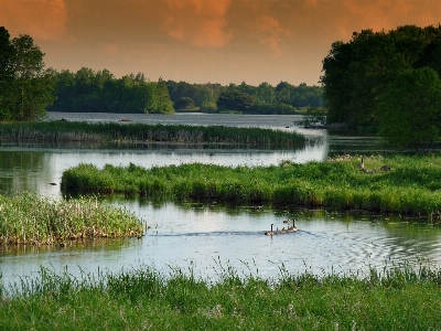 Landscape water nature forest Photo