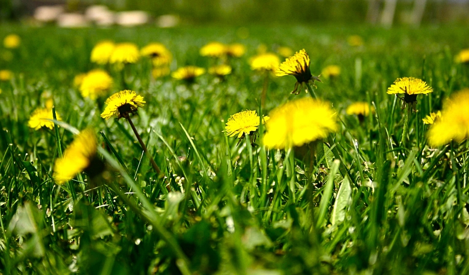 Nature herbe fleurir usine