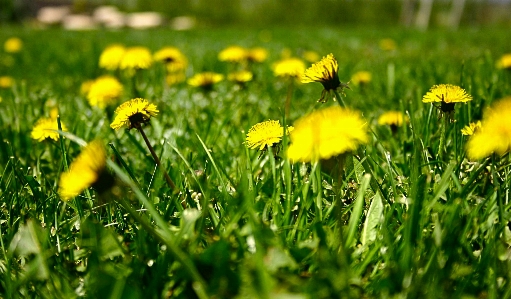 Nature grass blossom plant Photo