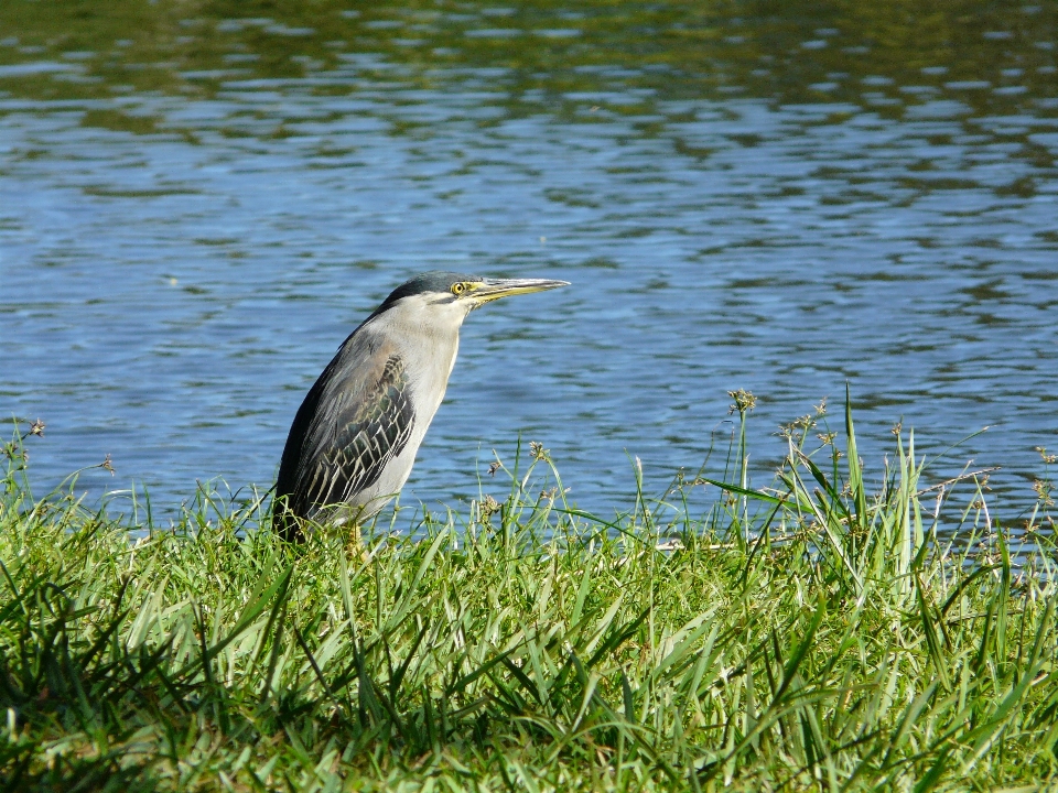 Natur gras vogel wiese
