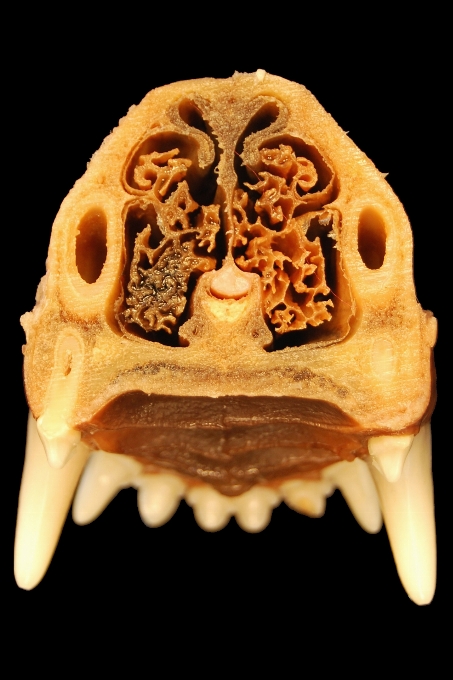 Hund biologie schädel vorbereitung