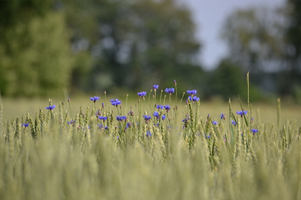 Natura trawa zakład pole