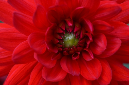 Foto Natura fiore pianta petalo