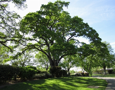 Landscape tree nature branch Photo