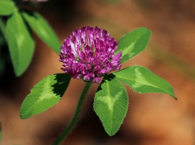 Nature branch blossom plant Photo