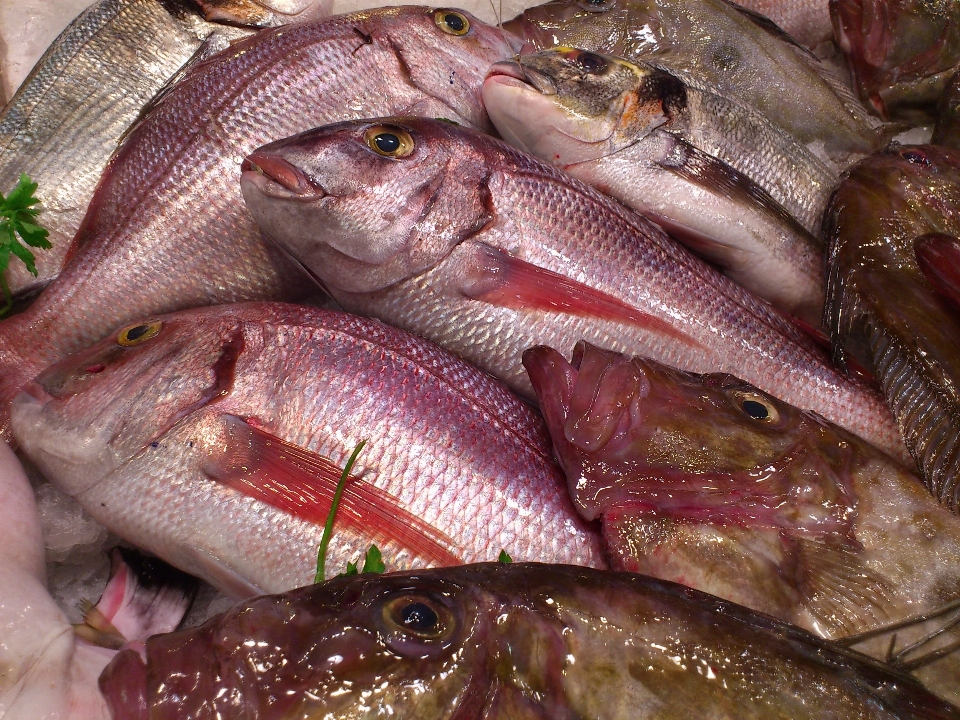 Peixe vertebrado
 tilapia
 cioba
