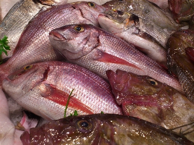 Fish vertebrate tilapia red snapper Photo