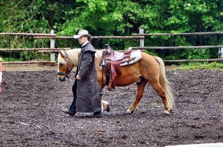 Farm ranch horse mammal Photo