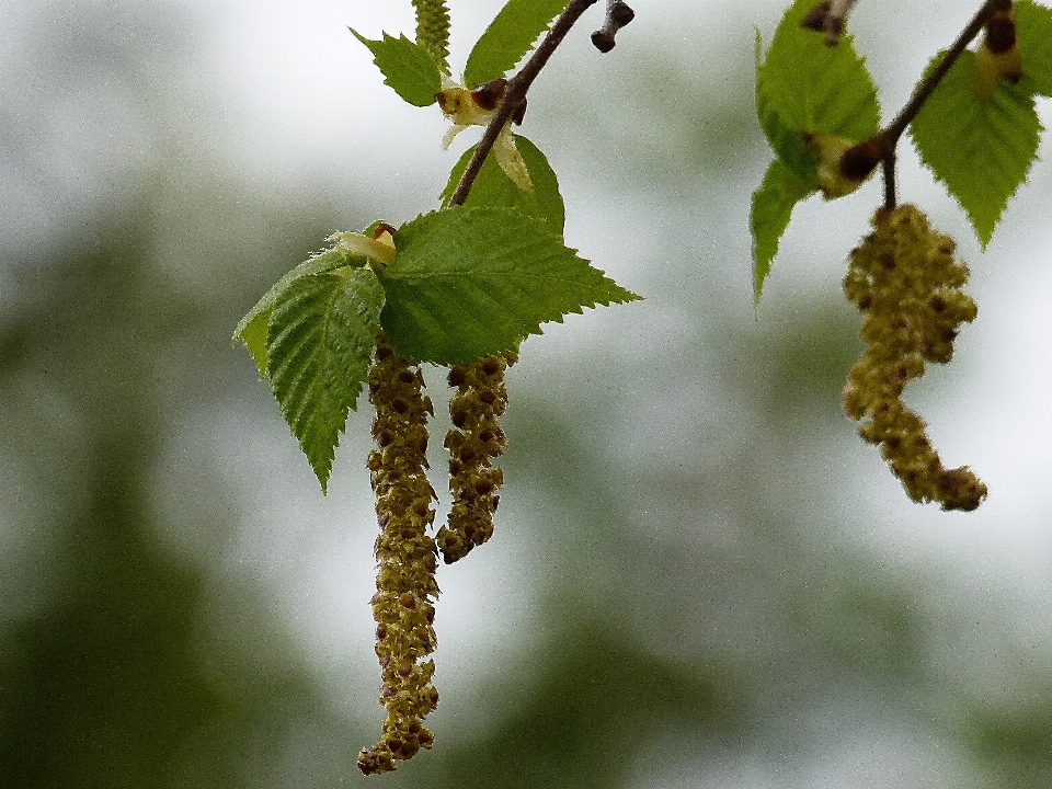 Drzewo natura oddział kwitnąć