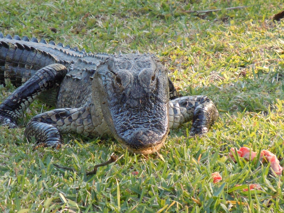 Natureza animal animais selvagens pé