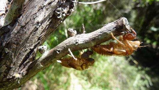 Foto árbol naturaleza bosque exterior