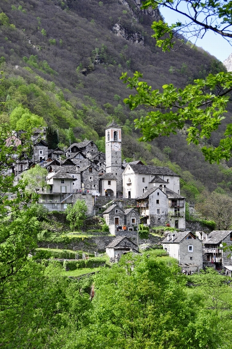 树 山 爬坡道 花